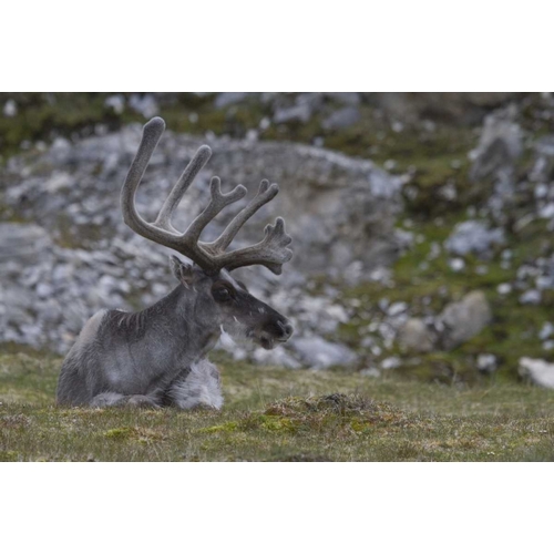 Norway, Prins Karls Forland Reindeer grazing
